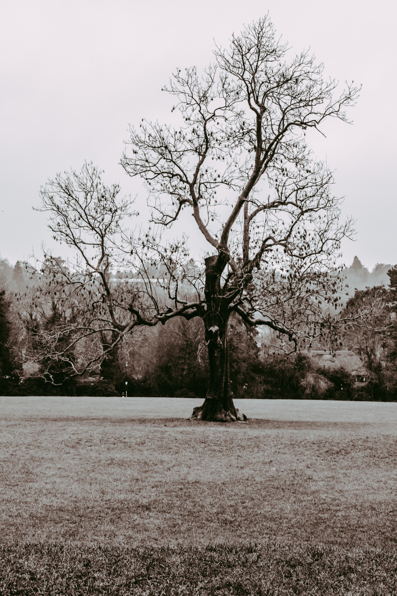 a lone tree in monotone