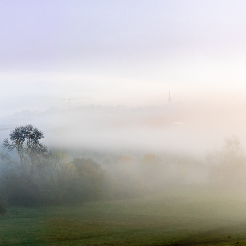 trees appearing through fog with blues and yellows of dawn on Hampstead Heath